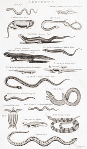 Diferentes tipos de reptiles
